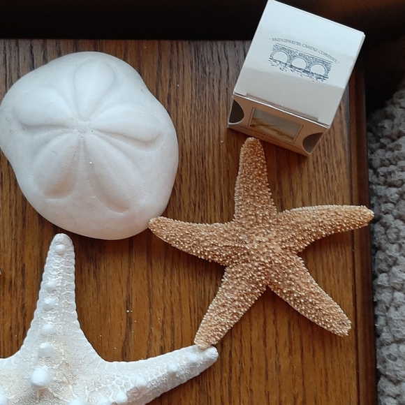 Other - Bundle of 10 store-bought real seashells